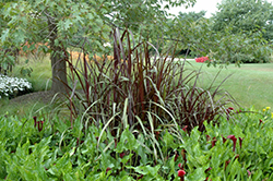 Black Stockings Fountain Grass (Pennisetum 'Black Stockings') at Stonegate Gardens