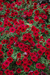 Tidal Wave Red Velour Petunia (Petunia 'Tidal Wave Red Velour') at A Very Successful Garden Center