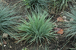 Coolio June Grass (Koeleria glauca 'Coolio') at Lakeshore Garden Centres