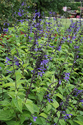 Black & Bloom Sage (Salvia guaranitica 'Black & Bloom') at Stonegate Gardens