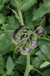 Indigo Cherry Drops Tomato (Solanum lycopersicum 'Indigo Cherry Drops') at A Very Successful Garden Center