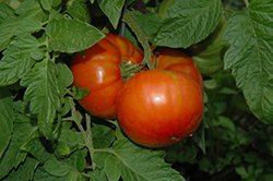 Steakhouse Tomato (Solanum lycopersicum 'Steakhouse') at A Very Successful Garden Center