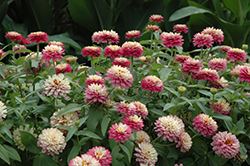 UpTown Double Frosted Strawberry Zinnia (Zinnia 'UpTown Double Frosted Strawberry') at Lakeshore Garden Centres