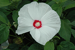 Honeymoon White Eye Hibiscus (Hibiscus 'Honeymoon White Eye') at A Very Successful Garden Center