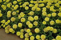 Zahara Double Yellow Zinnia (Zinnia 'Zahara Double Yellow') at A Very Successful Garden Center