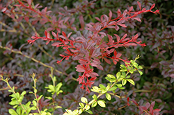 Red Dream Japanese Barberry (Berberis thunbergii 'Red Dream') at A Very Successful Garden Center