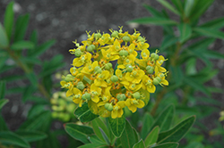 Solid Gold Spurge (Euphorbia sikkimensis 'Solid Gold') at A Very Successful Garden Center