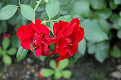 Black Forest Rose (Rosa 'KORschwill') at Lakeshore Garden Centres
