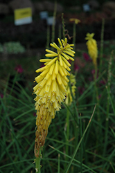 Echo Yellow Torchlily (Kniphofia uvaria 'Echo Yellow') at A Very Successful Garden Center