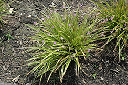 Morning Grace Spiderwort (Callisia rosea 'Morning Grace') at A Very Successful Garden Center