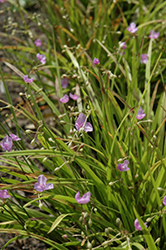 Morning Grace Spiderwort (Callisia rosea 'Morning Grace') at Lakeshore Garden Centres