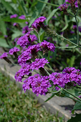 Santos Purple Verbena (Verbena rigida 'Santos Purple') at A Very Successful Garden Center