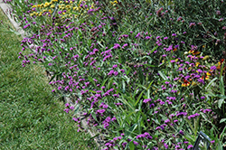 Santos Purple Verbena (Verbena rigida 'Santos Purple') at A Very Successful Garden Center
