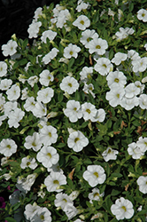Kabloom White Calibrachoa (Calibrachoa 'PAS1203851') at A Very Successful Garden Center