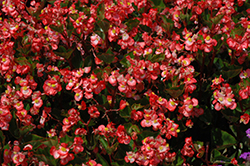 BabyWing Bicolor Begonia (Begonia 'BabyWing Bicolor') at Lakeshore Garden Centres