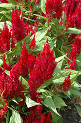First Flame Red Celosia (Celosia 'First Flame Red') at A Very Successful Garden Center