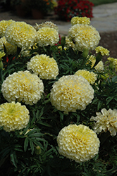 Vanilla Marigold (Tagetes erecta 'Vanilla') at A Very Successful Garden Center