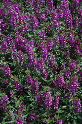 Serenita Purple Angelonia (Angelonia angustifolia 'PAS803822') at A Very Successful Garden Center