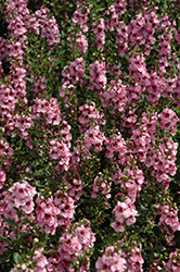 Serenita Pink Angelonia (Angelonia angustifolia 'Serenita Pink') at A Very Successful Garden Center