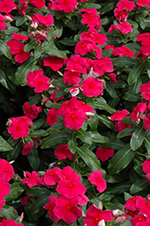 Valiant Punch Vinca (Catharanthus roseus 'Valiant Punch') at A Very Successful Garden Center