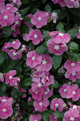 Valiant Orchid Vinca (Catharanthus roseus 'Valiant Orchid') at A Very Successful Garden Center
