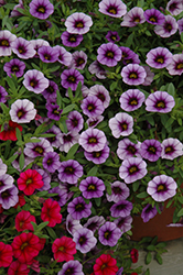 MiniFamous Neo Violet Eye Calibrachoa (Calibrachoa 'MiniFamous Neo Violet Eye') at A Very Successful Garden Center
