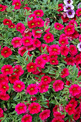 MiniFamous Neo Cherry Red Calibrachoa (Calibrachoa 'MiniFamous Neo Cherry Red') at A Very Successful Garden Center