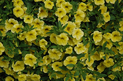 MiniFamous Neo Yellow Calibrachoa (Calibrachoa 'MiniFamous Neo Yellow') at A Very Successful Garden Center