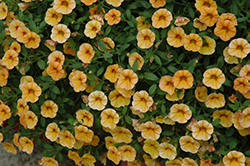 MiniFamous Tangerine Calibrachoa (Calibrachoa 'MiniFamous Tangerine') at A Very Successful Garden Center