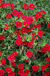 MiniFamous Scarlet Calibrachoa (Calibrachoa 'MiniFamous Scarlet') at Lakeshore Garden Centres