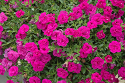 MiniFamous Double Purple Calibrachoa (Calibrachoa 'MiniFamous Double Purple') at A Very Successful Garden Center