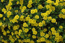 MiniFamous Double Deep Yellow Calibrachoa (Calibrachoa 'MiniFamous Double Deep Yellow') at A Very Successful Garden Center