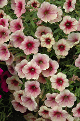 Famous Apricot Sorbet Petunia (Petunia 'Famous Apricot Sorbet') at A Very Successful Garden Center