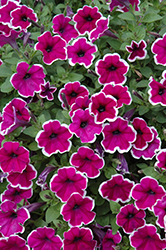Famous Violet Picotee Petunia (Petunia 'Famous Violet Picotee') at A Very Successful Garden Center