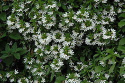 Bondi White Fan Flower (Scaevola aemula 'Bondi White') at A Very Successful Garden Center