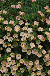 MiniFamous Double Compact Rose Calibrachoa (Calibrachoa 'MiniFamous Double Compact Rose') at A Very Successful Garden Center