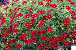 MiniFamous Compact Dark Red Calibrachoa (Calibrachoa 'MiniFamous Compact Dark Red') at The Mustard Seed