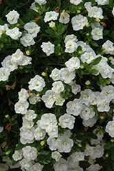 MiniFamous Double Compact White Calibrachoa (Calibrachoa 'MiniFamous Double Compact White') at A Very Successful Garden Center