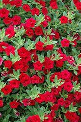 MiniFamous Double Compact Red Calibrachoa (Calibrachoa 'MiniFamous Double Compact Red') at Lakeshore Garden Centres