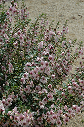 Archangel Light Pink Angelonia (Angelonia angustifolia 'Balarclipi') at A Very Successful Garden Center