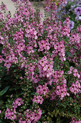 Archangel Orchid Pink Angelonia (Angelonia angustifolia 'Archangel Orchid Pink') at Lakeshore Garden Centres