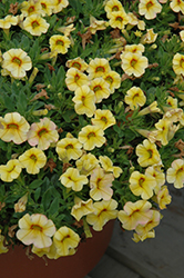 Conga Yellow Calibrachoa (Calibrachoa 'Conga Yellow') at A Very Successful Garden Center