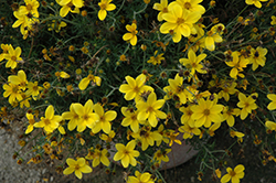 Namid Special Yellow Bidens (Bidens ferulifolia 'Namid Special Yellow') at Lakeshore Garden Centres