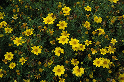 Namid Compact Yellow Bidens (Bidens ferulifolia 'Namid Compact Yellow') at A Very Successful Garden Center