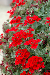 Lascar Dark Red Verbena (Verbena 'Lascar Dark Red') at Lakeshore Garden Centres