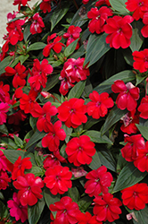Big Bounce Red Impatiens (Impatiens 'Balbiged') at A Very Successful Garden Center