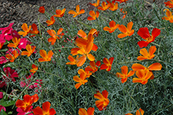 Copper Pot California Poppy (Eschscholzia californica 'Copper Pot') at A Very Successful Garden Center