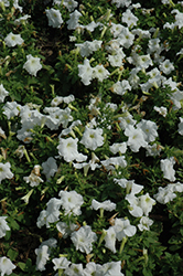 Limbo GP White Petunia (Petunia 'Limbo GP White') at Lakeshore Garden Centres
