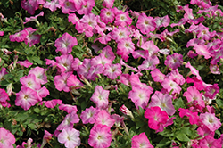 Mambo GP Pink Morn Petunia (Petunia 'Mambo GP Pink Morn') at A Very Successful Garden Center