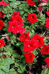 Mambo GP Red Petunia (Petunia 'Mambo GP Red') at A Very Successful Garden Center